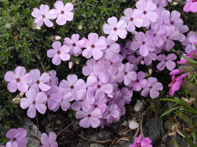 Phlox 'les ponts de Cé' photo